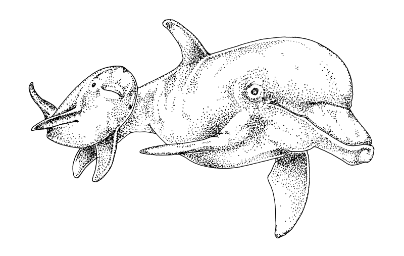 Dolphins BW 1200dpi