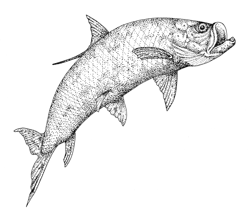 Fish BW 1200dpi