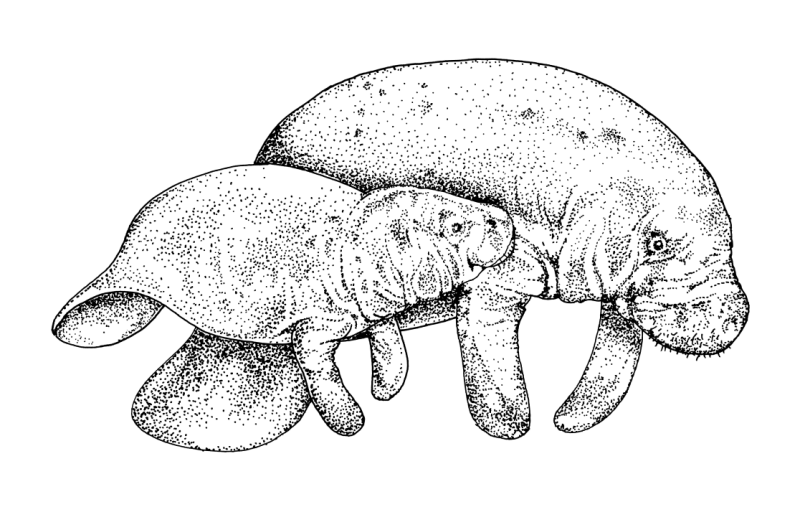 Manatees